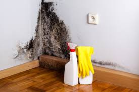 Mold Odor Removal Services in Fort Dick, CA